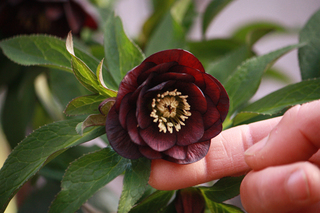 20130212a.jpg