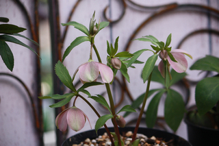 20130214cccccccc.jpg