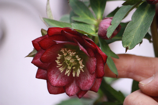 20130214e.jpg