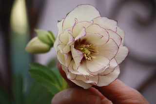 20130214ff.jpg
