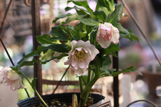 20130216aa.jpg