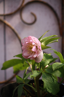 20130216bbbbb.jpg
