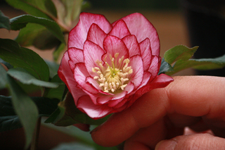 20130216ggg.jpg
