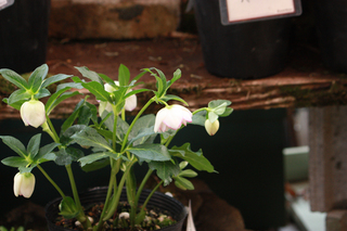 20130216gggggg.jpg