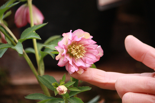 20130216hhh.jpg