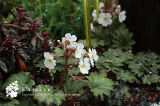 20130219a.jpg