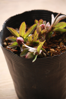 20130220a.jpg
