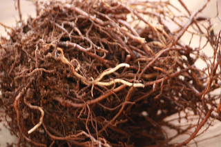 20130220f.jpg