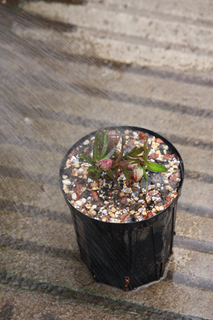 20130220i.jpg