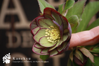 20130221c.jpg