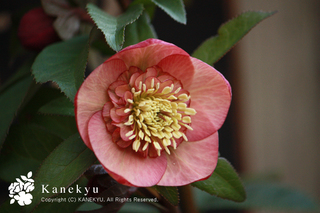 20130221d.jpg