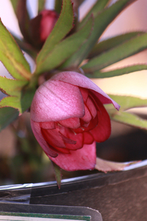 20130221g.jpg