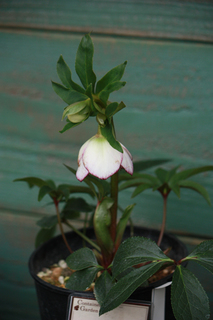 20130222bbbbbbbb.jpg