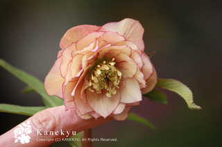 20130222e.jpg