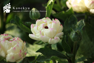 20130222p.jpg