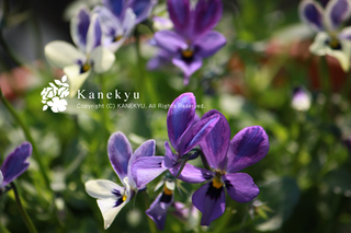 20130227b.jpg