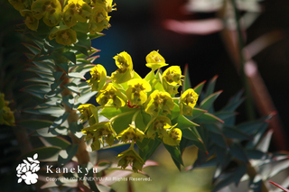 20130303a.jpg