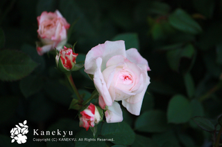 20130303m.jpg