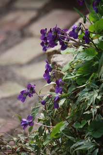 20130316a.jpg