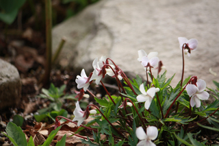 20130316l.jpg