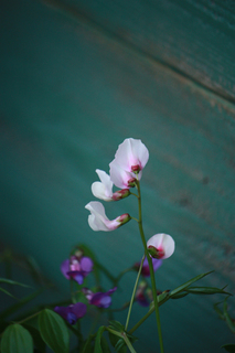 20130316m.jpg