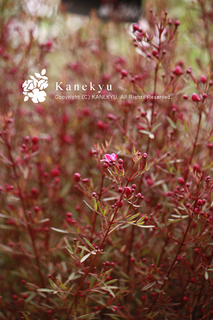 20130317f.jpg