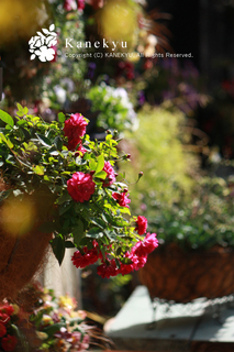 20130319h.jpg