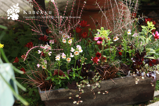 20130321c.jpg