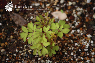 20130321x.jpg