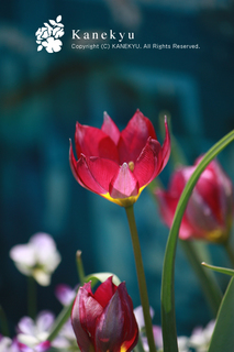 20130411a.jpg