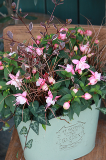 20130416j.jpg