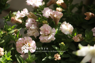 20130422a.jpg