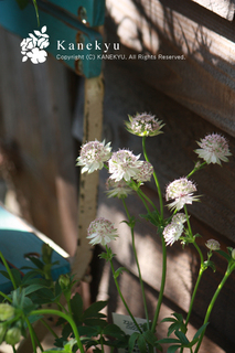 20130422q.jpg