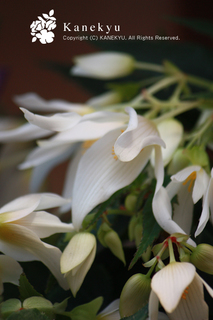 20130422t.jpg