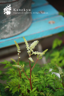 20130423b.jpg