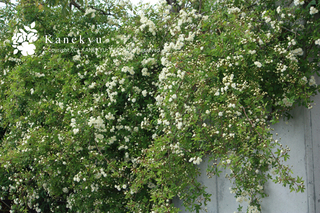 20130424a.jpg