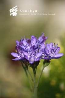 20130425c.jpg
