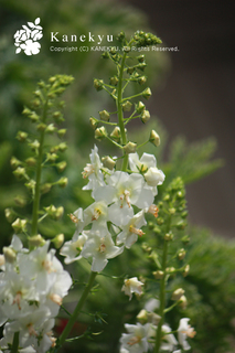 20130425e.jpg