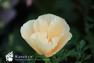 20130427k.jpg