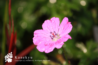 20130427o.jpg