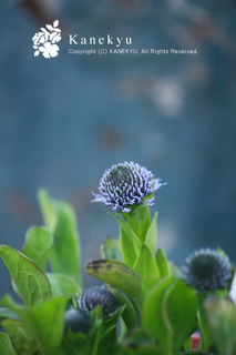20130428a.jpg