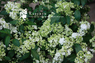 20130428c.jpg