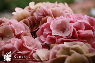 20130430c.jpg