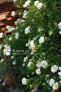 20130512h.jpg