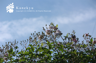 20130514i.jpg