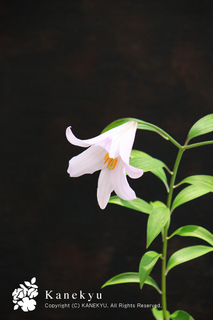 20130518f.jpg