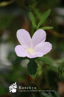 20130522h.jpg
