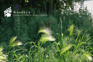 20130526r.jpg