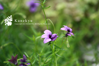20130528c.jpg