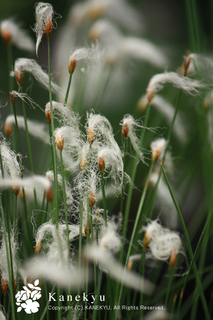 20130528g.jpg